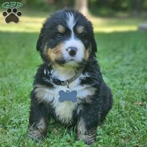 Duke, Bernese Mountain Dog Puppy